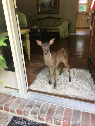 Deer For Sale
