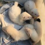 Baby Ferrets For Sale