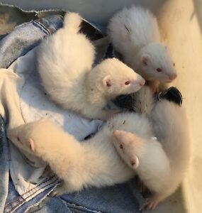 Baby Ferrets For Sale